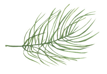 Watercolor Christmas tree branches.A botanical illustration depicting a lush green twig on a white background. 