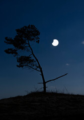 A beautiful partial solar eclipse in the skies over the Baltic Sea with pine tree silhouettes. A summer scenery shot through an ND filter in Latvia, Europe.