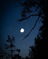 A beautiful partial solar eclipse in the skies over the Baltic Sea with pine tree silhouettes. A summer scenery shot through an ND filter in Latvia, Europe.