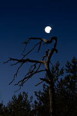 A beautiful partial solar eclipse in the skies over the Baltic Sea with pine tree silhouettes. A summer scenery shot through an ND filter in Latvia, Europe.