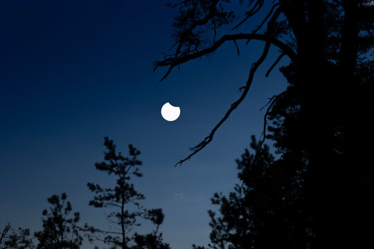 A beautiful partial solar eclipse in the skies over the Baltic Sea with pine tree silhouettes. A summer scenery shot through an ND filter in Latvia, Europe.