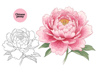 Beautiful Chinese peony flower in pink shades, with green leaves, detailed botanical illustration in vector and outline. Realistic drawing for wedding decor, garden design, Asian motifs
