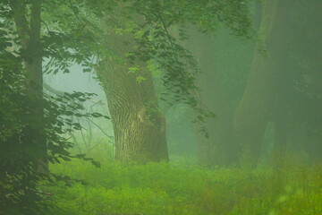 A beautiful foggy summer morning in a park with birch trees. A seasonal scenery in Latvia, Europe.