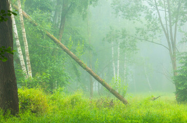 A beautiful foggy summer morning in a park with birch trees. A seasonal scenery in Latvia, Europe.