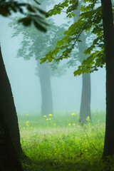 A foggy scenery of summer morning with patk trees. A seasonal scenery of Latvia, Europe.