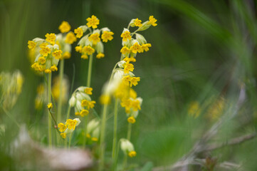 Bright Yellow Cowslips Swaying In Latvian Spring Breeze