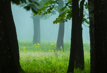 A foggy scenery of summer morning with patk trees. A seasonal scenery of Latvia, Europe.