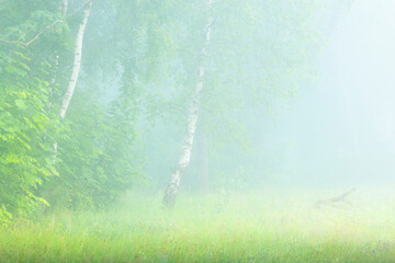 A foggy scenery of summer morning with patk trees. A seasonal scenery of Latvia, Europe.