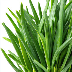 Obraz premium Fresh Green Chives