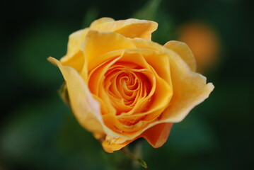 Rose flower blossom elegant photo