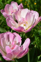 Double pastel pink tulip close up