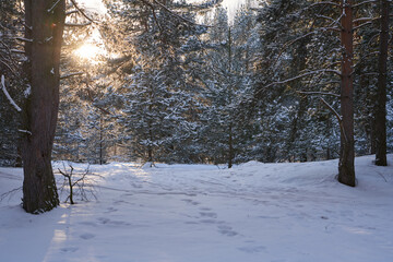 Golden sunlight shining through snowy pine trees in winter forest.