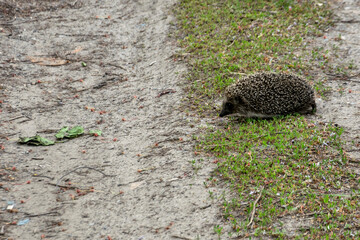 Hedgehog on a country road