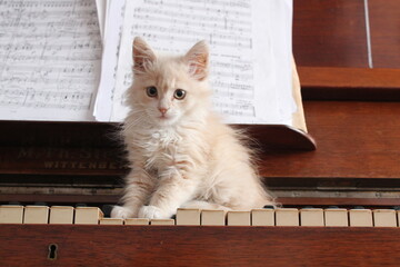 Kitten on piano keys with notes © Volodymyr