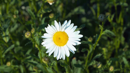 A close-up view of a sunlit blooming Leucanthemum daisy flower head. Its white petals and yellow center are surrounded by green leaves and unopened buds in a garden flower bed. 