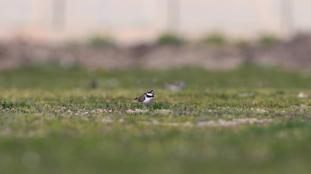 K&uuml;&ccedil;&uuml;k, zarif bir K&uuml;&ccedil;&uuml;k Halkalı Cılıbıt (Little Ringed Plover) tarlada y&uuml;r&uuml;yor ve besleniyor. Doğal yaşam, g&ouml;&ccedil;men kuş.