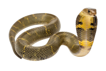 Fototapeta premium King Cobra Snake, Isolated, Cutout, Transparent PNG