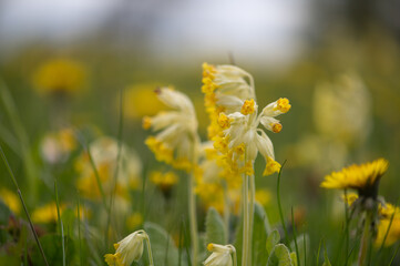 Primula Veris Flowers Blooming Among Spring Meadow Yellow In Latvia