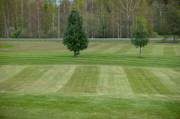 Striped Golf Meadow With Two Young Pine Trees