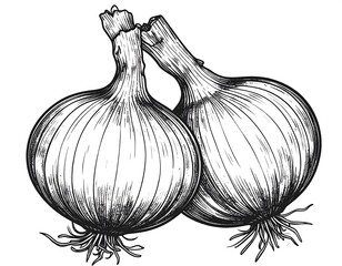 Two detailed black and white illustrations of onions
