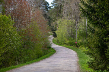 Narrow winding Latvian forest road in springtime