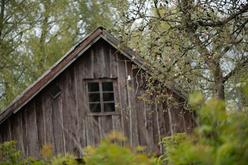 Blossoming branches beside old wooden building