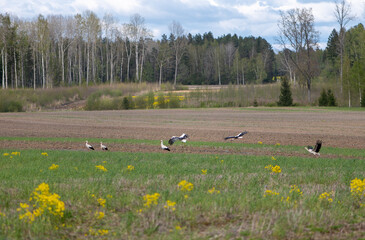Storks gathering across colorful spring meadow