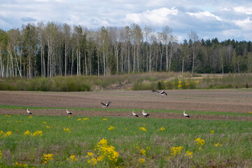 Storks lifting into flight over open fields