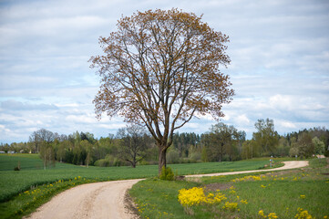 Winding rural road beside blooming spring tree