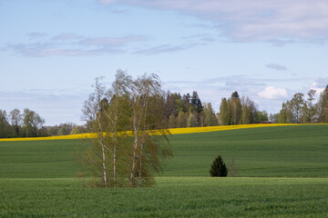 Birch Trees on Rolling Latvian Spring Fields