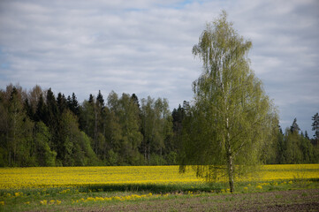 Lone Birch Tree Rising Over Latvian Blooming Fields