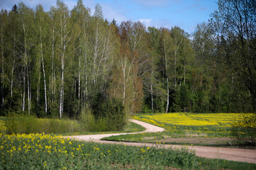 Yellow Wildflower Field Beside Latvian Forest Edge