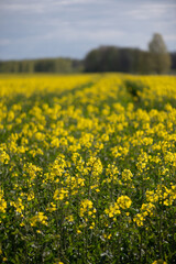 Close Blooming Rapeseed Flowers in Latvian Spring Field