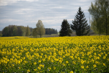 Vast Rapeseed Field with Distant Trees in Latvia