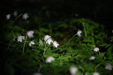 Wood Anemones in Dappled Latvian Forest Light