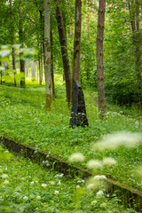 A beautiful sunny forest landscape in a summer day. A seasonal scenery of woodlands ir Latvia, Europe.