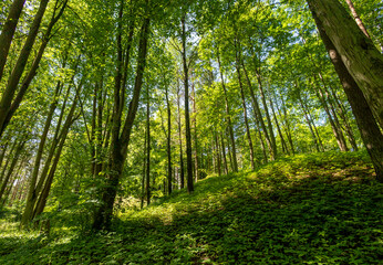 A beautiful sunny forest landscape in a summer day. A seasonal scenery of woodlands ir Latvia, Europe.