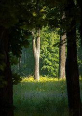 A beautiful sunny forest landscape in a summer day. A seasonal scenery of woodlands ir Latvia, Europe.