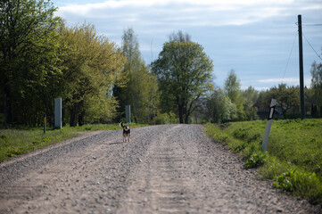 Small Dog Alone on Long Country Road