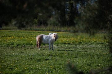 Small pony standing on sunny Latvian spring meadow