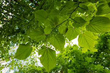 A beautiful summer scenery in forest with fresh green leaves, looking up. A seasonal woodlands in Latvia, Europe.