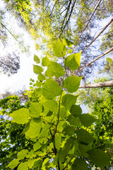 A beautiful summer scenery in forest with fresh green leaves, looking up. A seasonal woodlands in Latvia, Europe.