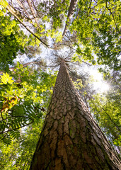 A beautiful summer scenery in forest with fresh green leaves, looking up. A seasonal woodlands in Latvia, Europe.