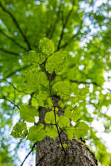A beautiful summer scenery in forest with fresh green leaves, looking up. A seasonal woodlands in Latvia, Europe.