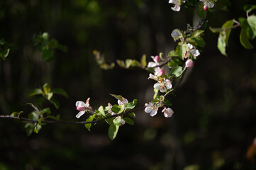 Apple Blossoms in Soft Forest Light