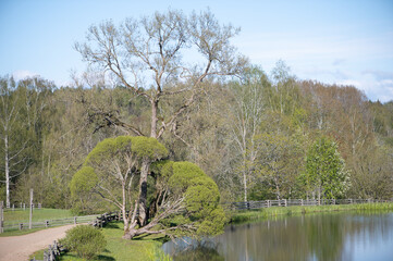 Ancient Trees Framing Bright Latvian Spring Landscape