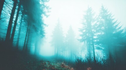 Misty forest with tall trees on a foggy morning near a quiet path