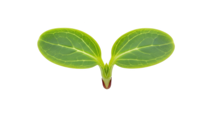 Tiny green seedling with two leaves on black background sprout plant