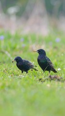 Two black birds in grassy field