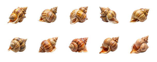 Fototapeta premium Collection of Whelk isolated on transparent background